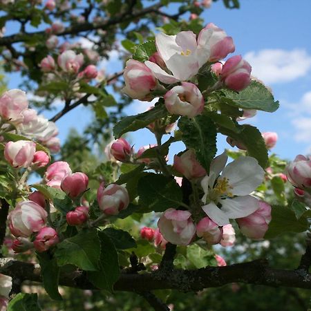 Gaestrum Gnottnehult Osterbymo Экстерьер фото