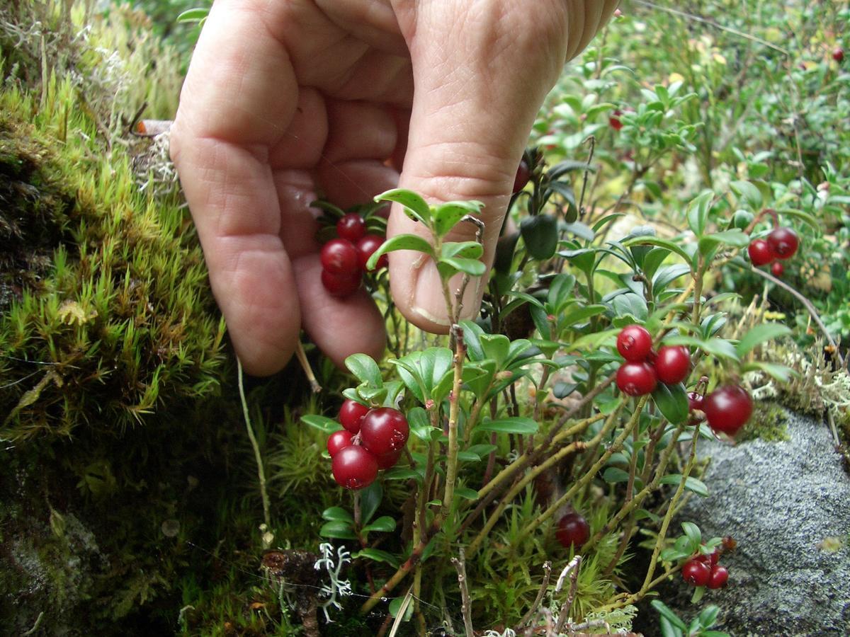 Gaestrum Gnottnehult Osterbymo Экстерьер фото